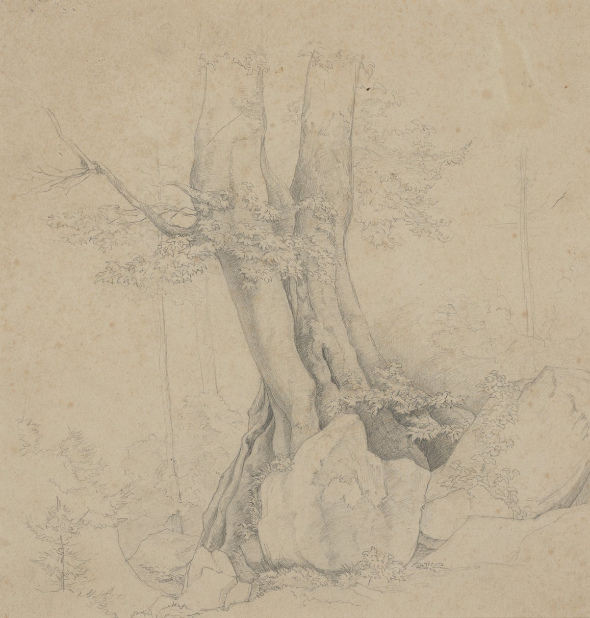 木と岩 作： Ida Weisselberg Hadra