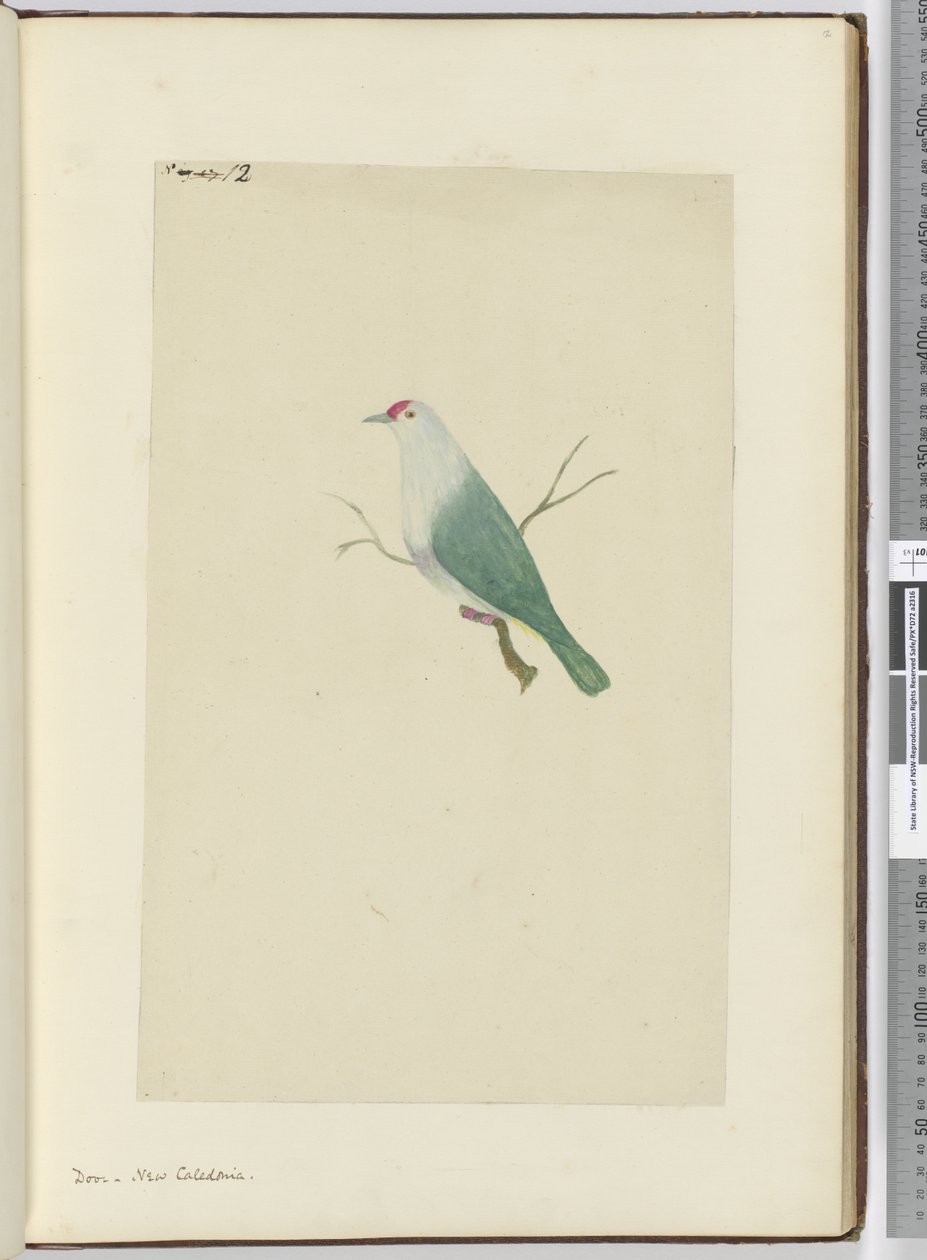 F.12どこで。ニューカレドニア、1772-75（トイレ） 作： アイザック・スミス