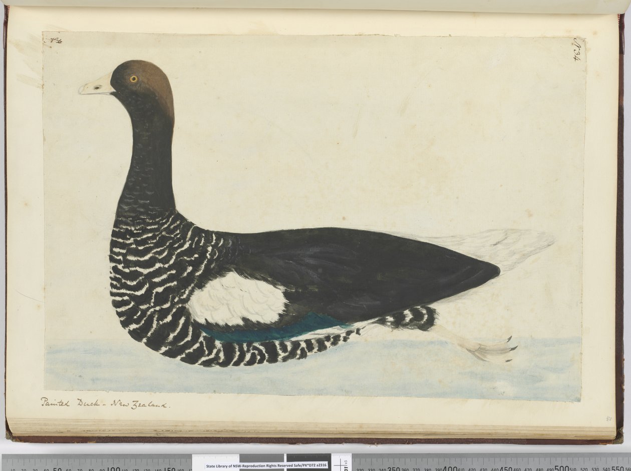 F.34塗装されたアヒル。ニュージーランド、1772-75（wc） 作： アイザック・スミス