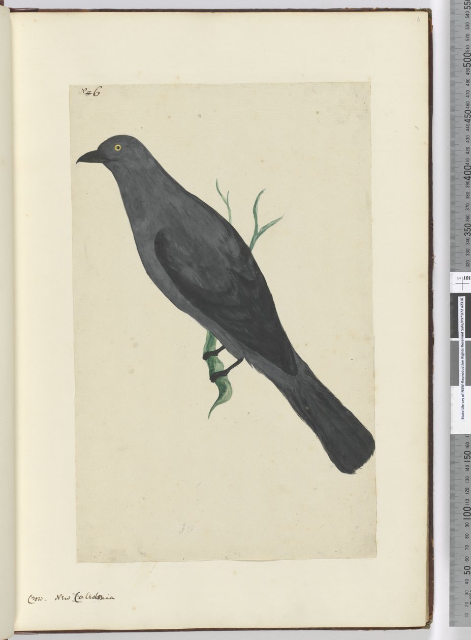 F.6カラス。ニューカレドニア、1772-75（WC） 作： アイザック・スミス