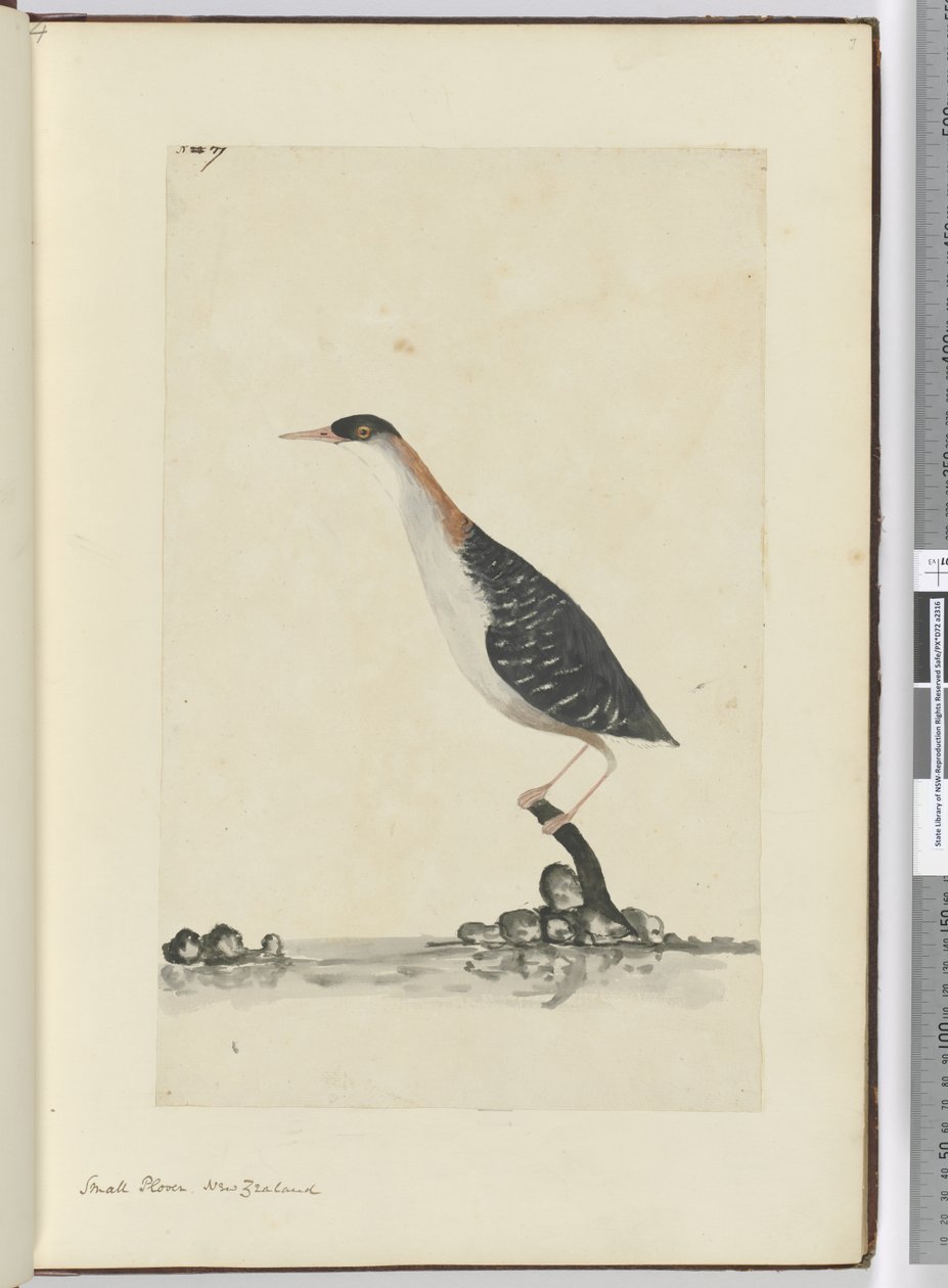F.7小さな千鳥。ニュージーランド、1772-75（wc） 作： アイザック・スミス