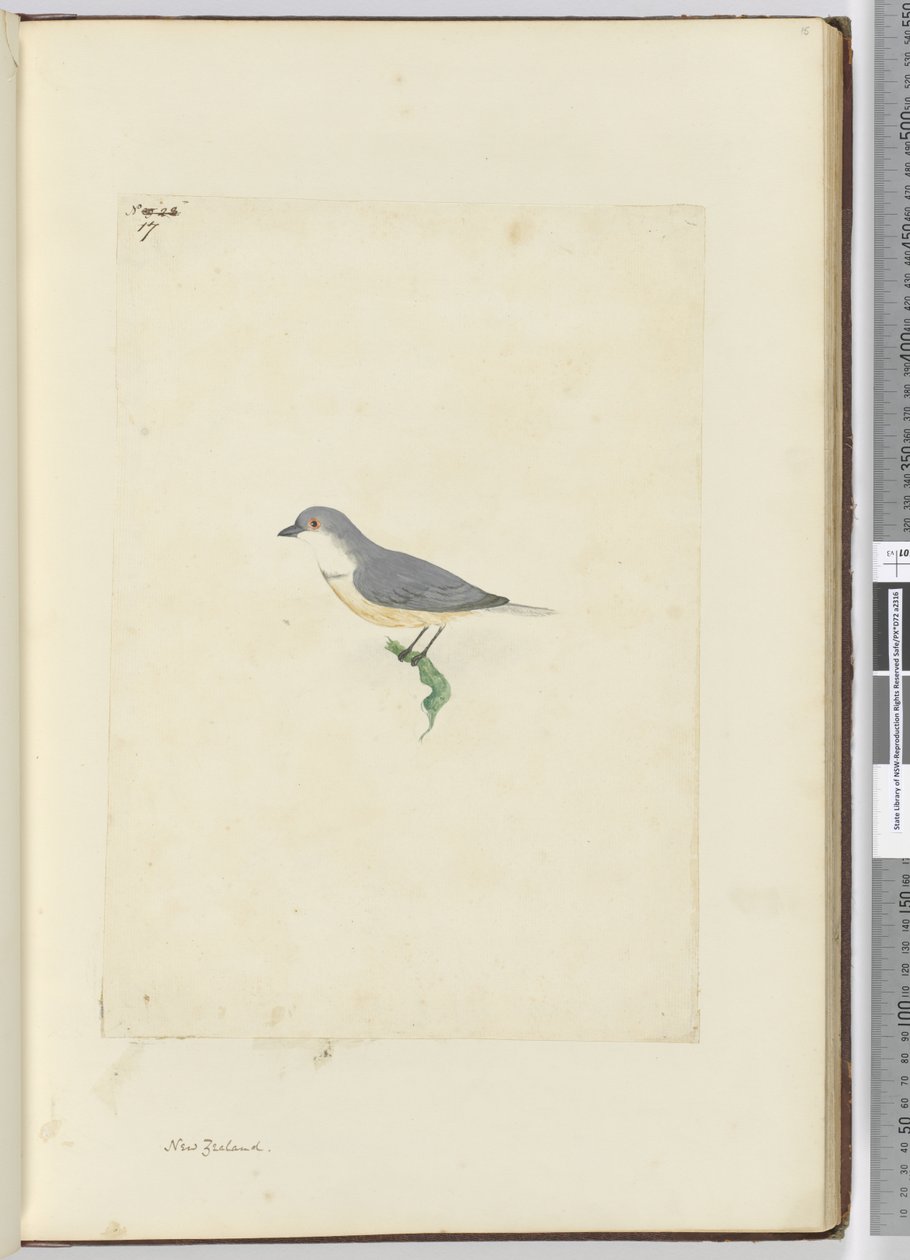 f.17未確認のニュージーランドの鳥、1772〜75（wc） 作： アイザック・スミス