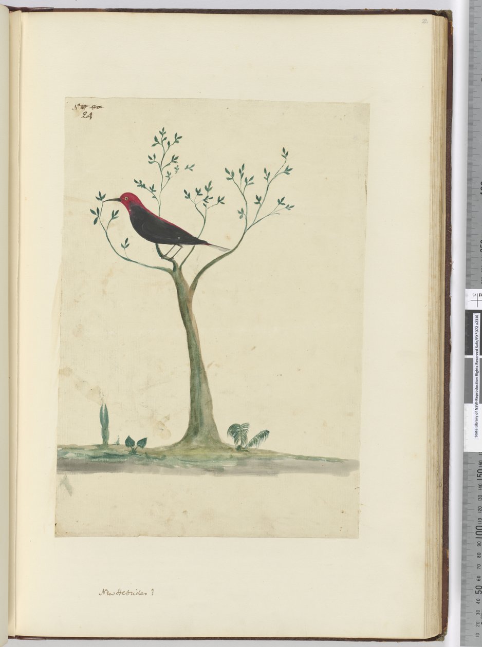 f.24 New Hebrides？、1772-75（wc） 作： アイザック・スミス