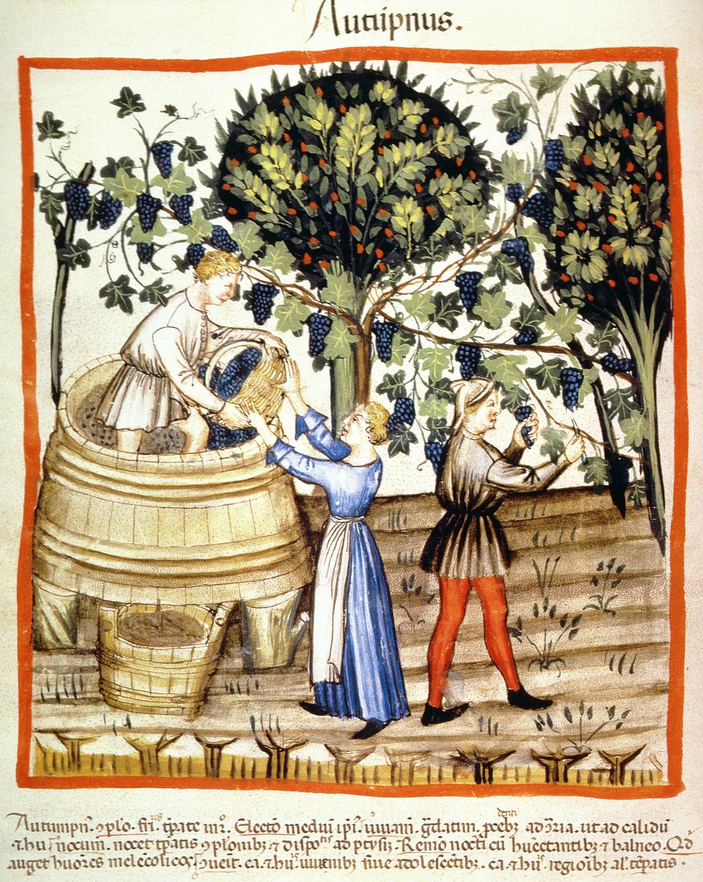 Fol.54v秋：ブドウの収穫、Tacuinum Santiatis Codex Vindobonensisのイラスト 作： イタリア語学校