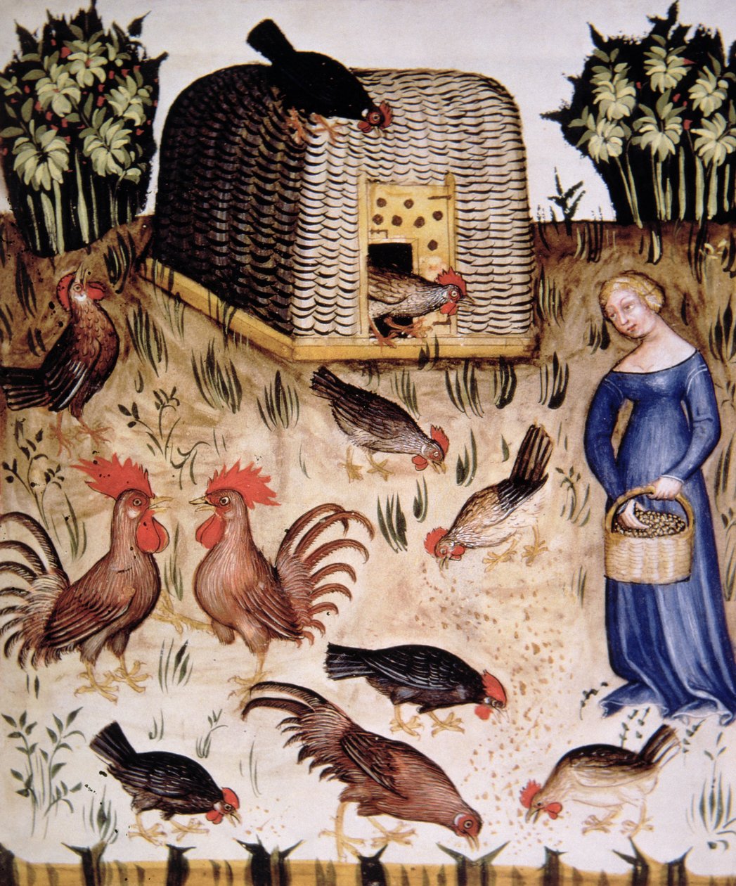 Fol.65r飼育コック、Tacuinum Santiatis Codex Vindobonensisのイラスト 作： イタリア語学校