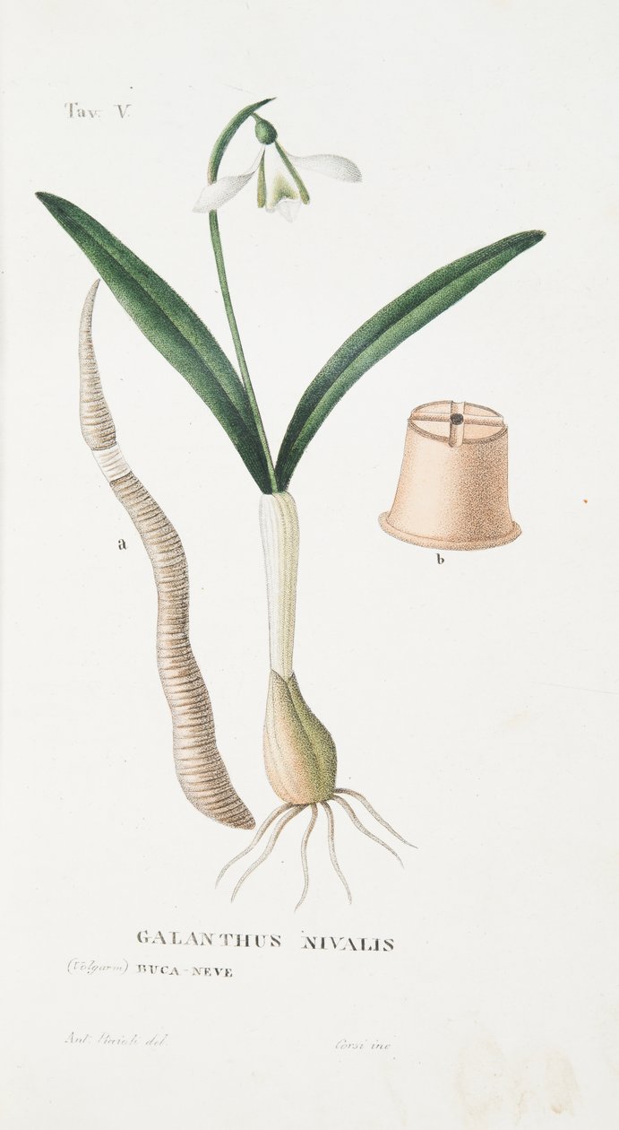 LA AnthotrophyからのGalanthus Nivalis、プレートV、つまりアントニオピッチョリによるデフィオーリの栽培、pub.1834 作： イタリア語学校