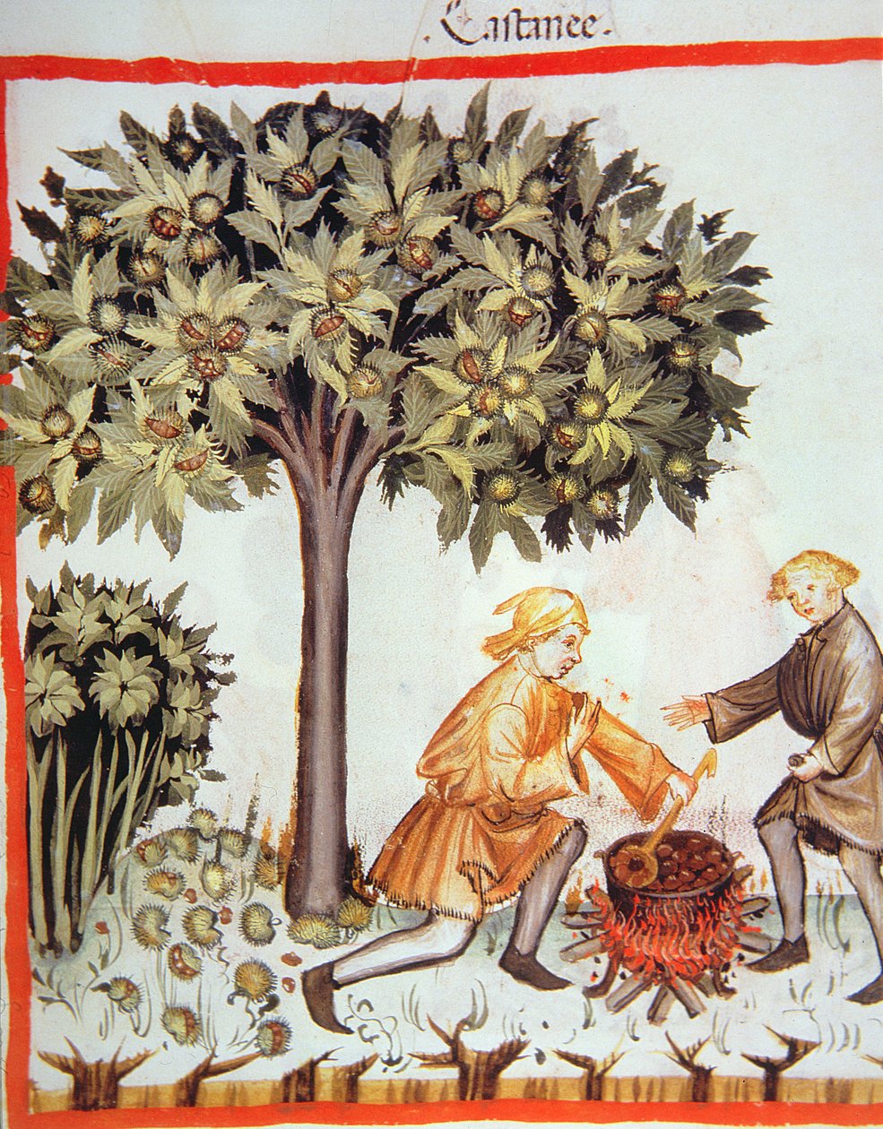 Nova 2644 fol.17r栗の収穫と調理、Tacuinum Sanitatis Codex Vindobonensisから 作： イタリア語学校