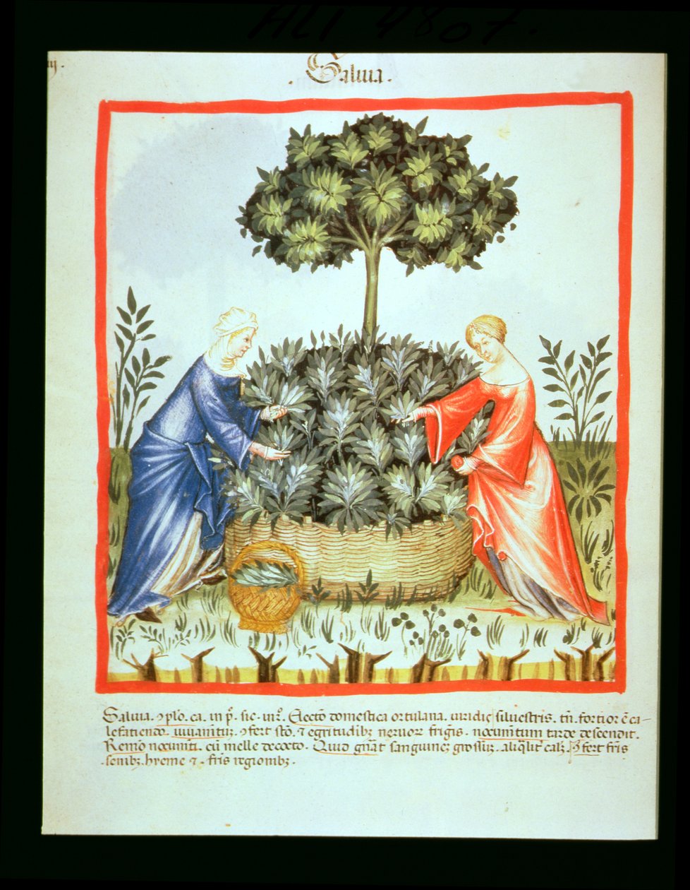 新しい2644 fol.37vカッティングエバンス、健康なTacuinumから 作： イタリア語学校