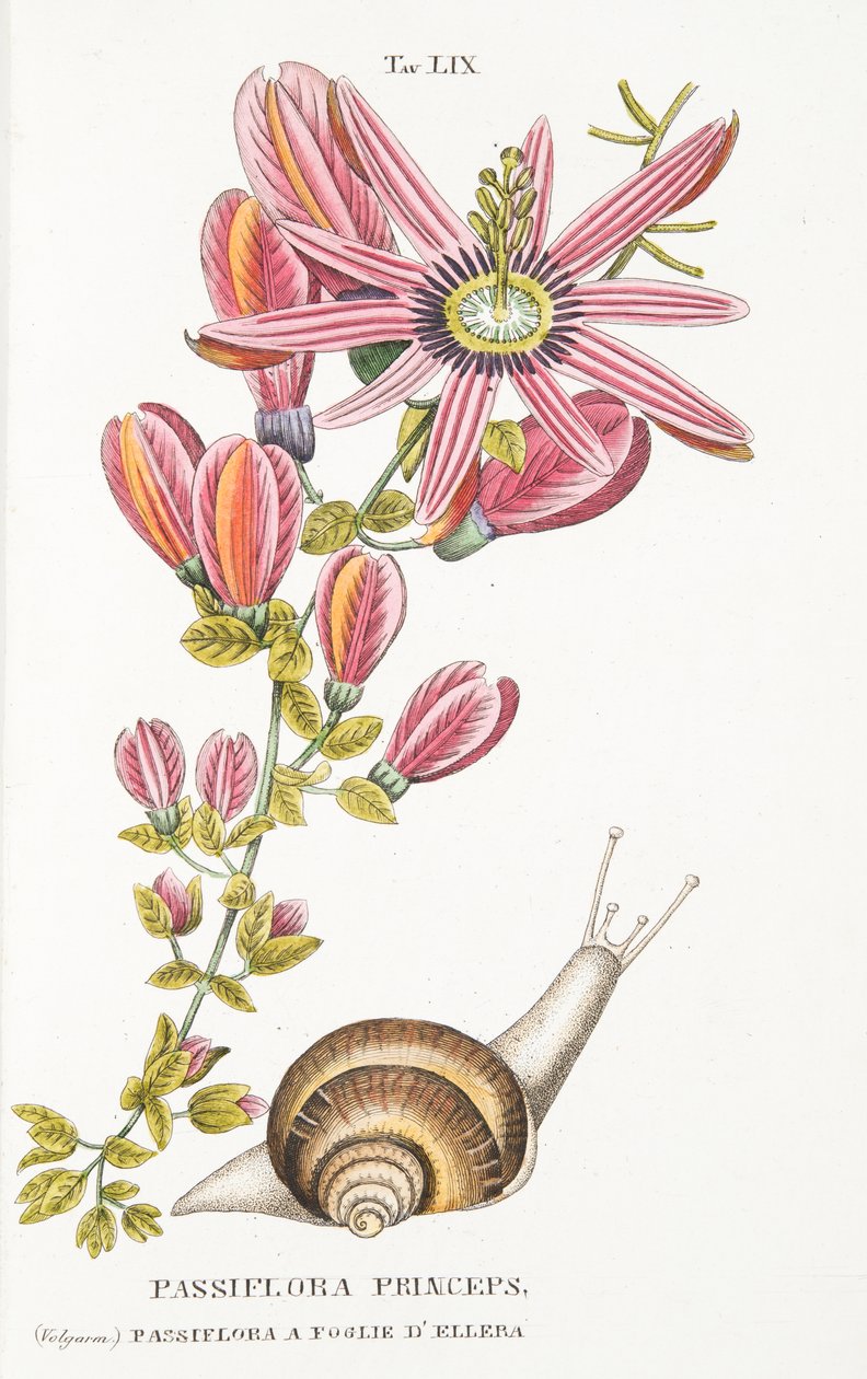 Passiflora Princeps、プレートLIX、LAntotrofia Ossia La Coltivazione DeFiori、Antonio Piccioli、pub.1834 作： イタリア語学校
