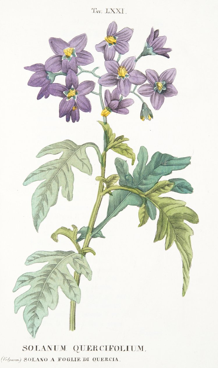 LAntotrophyからのSolanum Quercifolium、Plate LXXI、すなわち、Antonio PiccioliによるDeFiori栽培、pub.1834 作： イタリア語学校