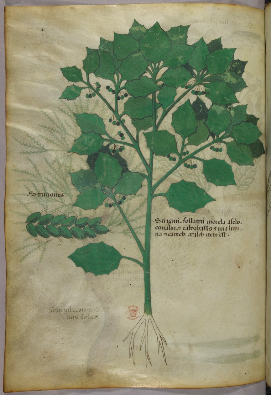 植物図版、1440年頃（ヴェラムにインクと彩色） 作： イタリア語学校