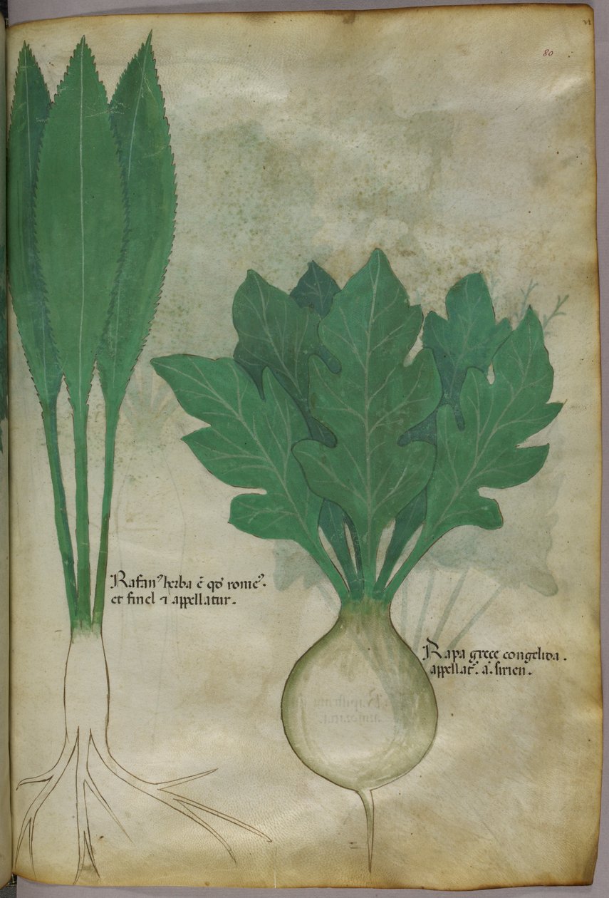 植物図版、1440年頃（ヴェラムにインクと彩色） 作： イタリア語学校
