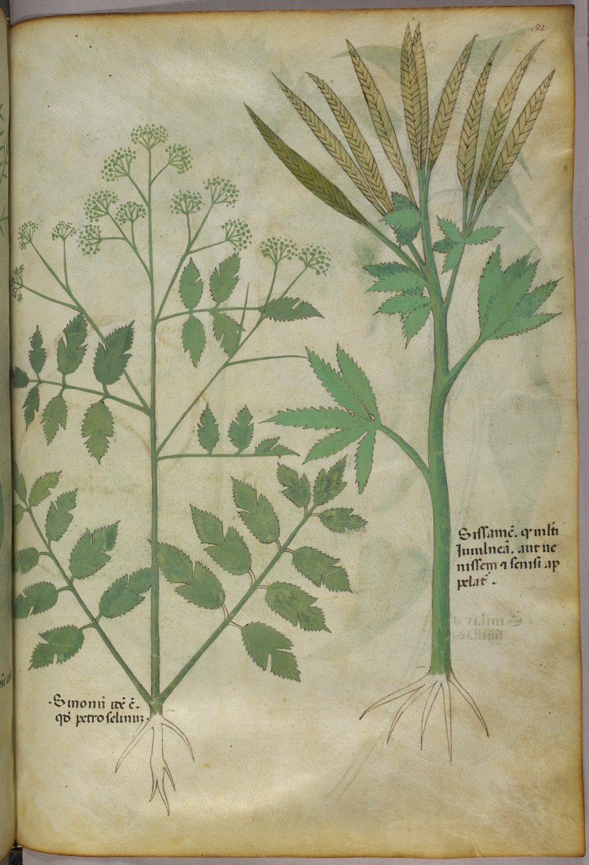 植物図版、1440年頃（ヴェラムにインクと彩色） 作： イタリア語学校