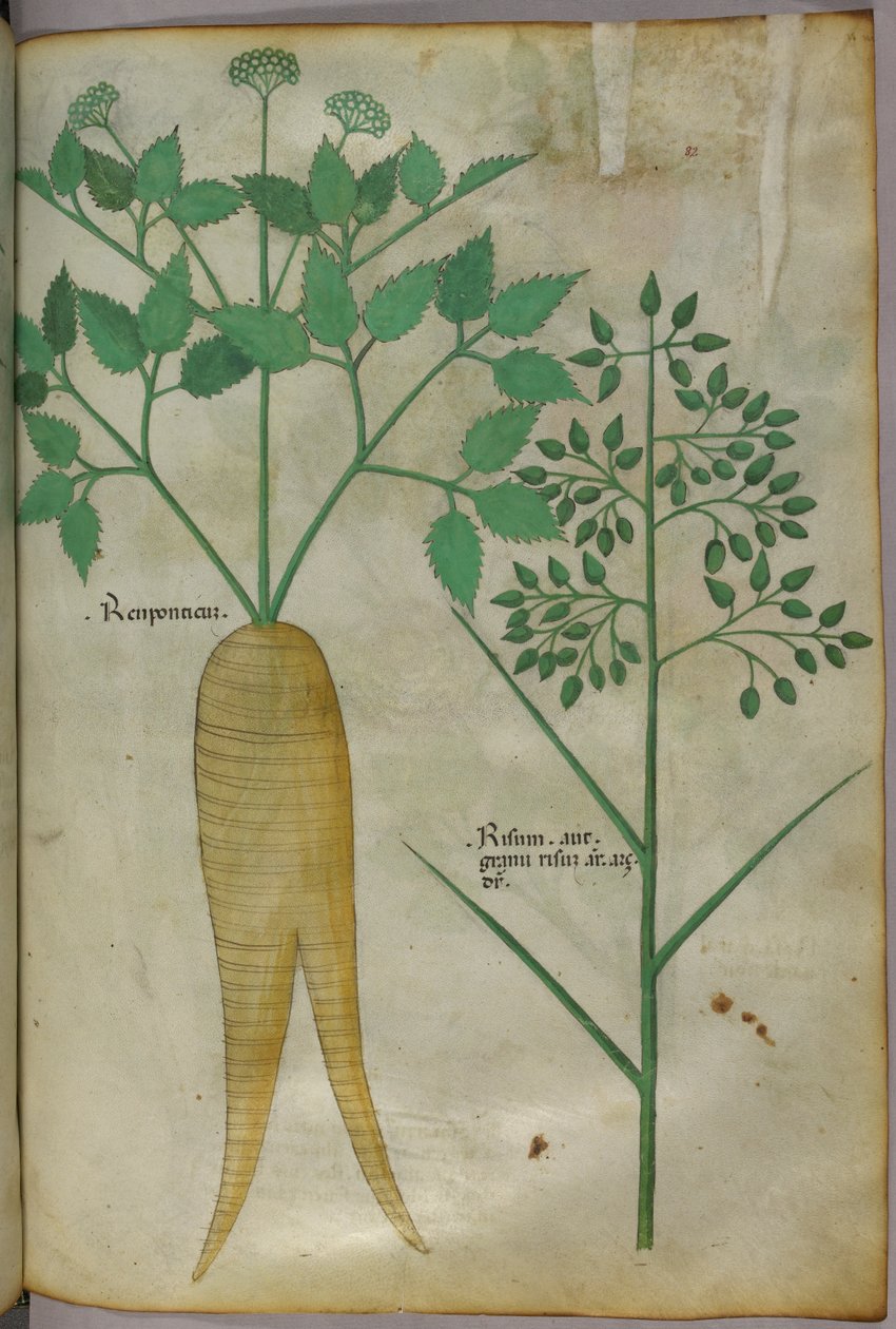 植物図版、1440年頃（ヴェラムにインクと彩色） 作： イタリア語学校