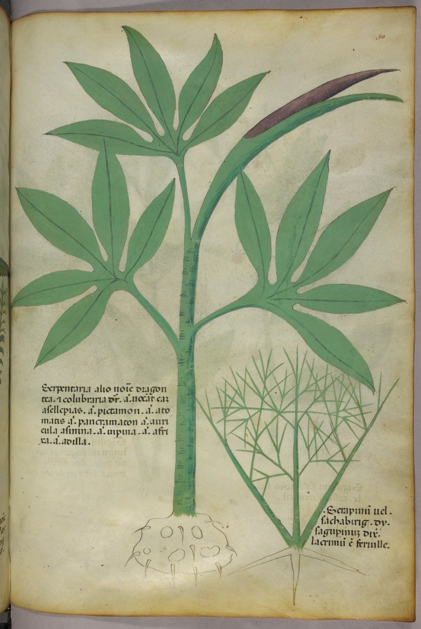 植物図版、1440年頃（ヴェラムにインクと彩色） 作： イタリア語学校