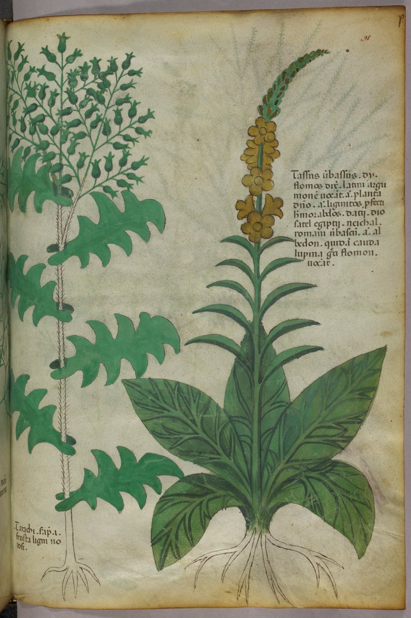植物図版、1440年頃（ヴェラムにインクと彩色） 作： イタリア語学校