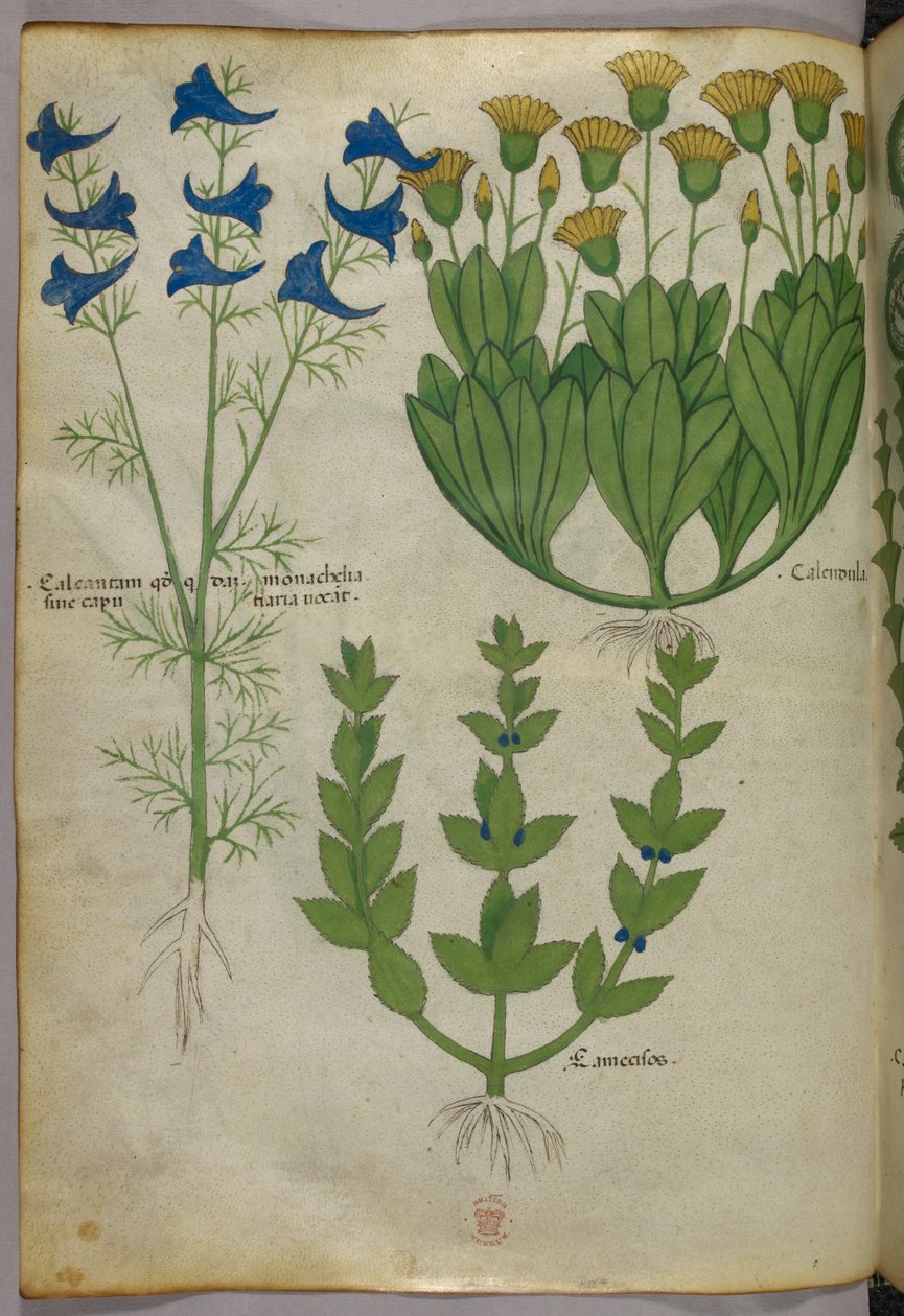 植物図版、1440年頃（ヴェラムにインクと彩色） 作： イタリア語学校