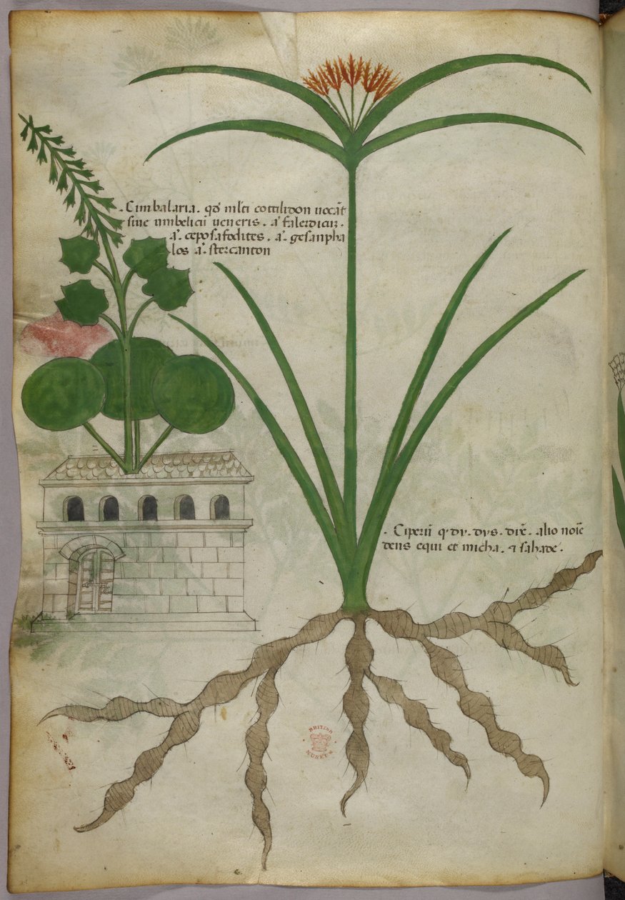 植物図版、1440年頃（ヴェラムにインクと彩色） 作： イタリア語学校