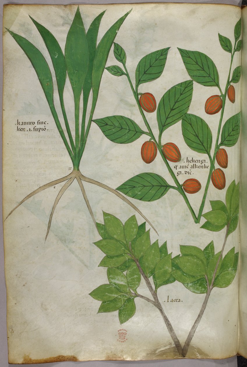 植物図版、1440年頃（ヴェラムにインクと彩色） 作： イタリア語学校