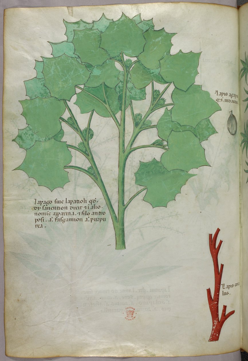 植物図版、1440年頃（ヴェラムにインクと彩色） 作： イタリア語学校