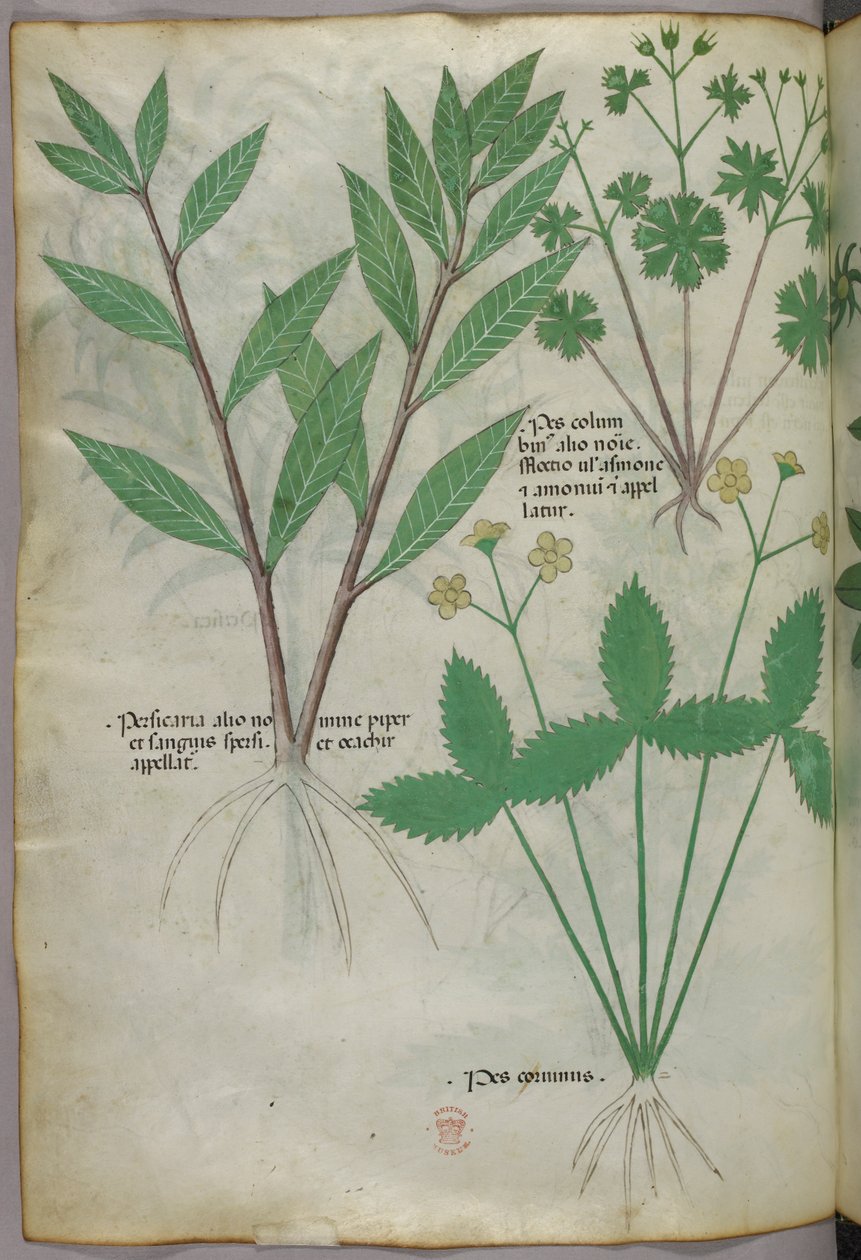 植物図版、1440年頃（ヴェラムにインクと彩色） 作： イタリア語学校