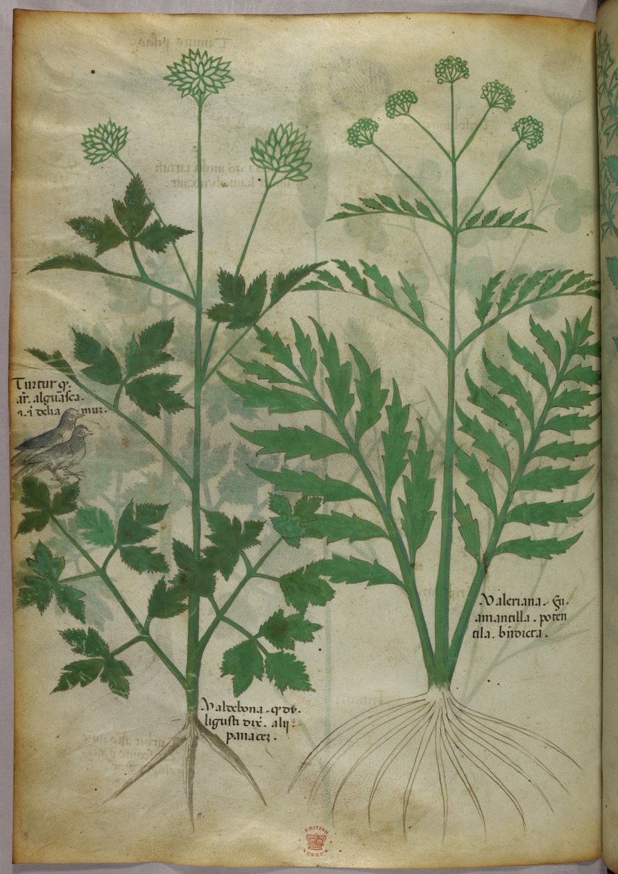 植物図版、1440年頃（ヴェラムにインクと彩色） 作： イタリア語学校