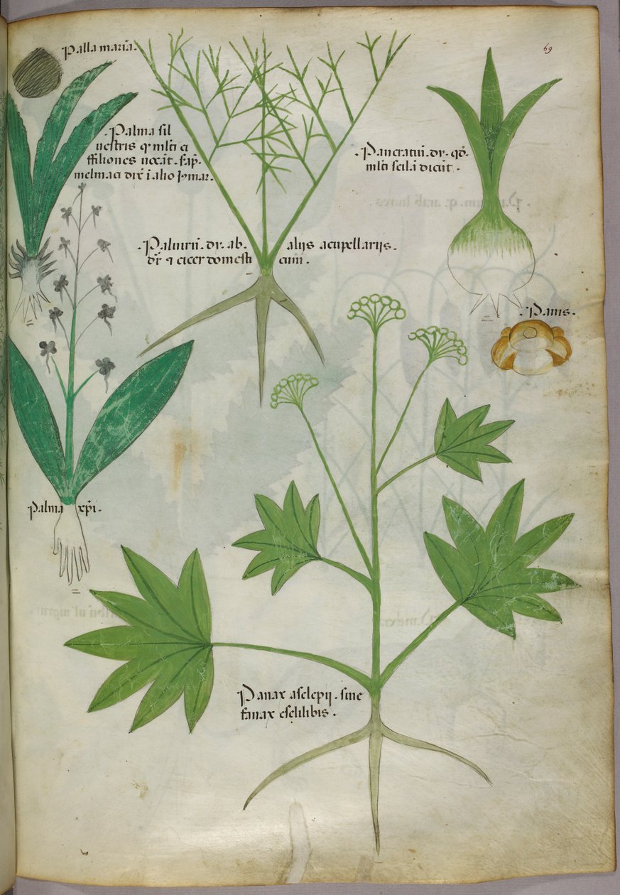 植物図版、1440年頃（ヴェラムにインクと彩色） 作： イタリア語学校
