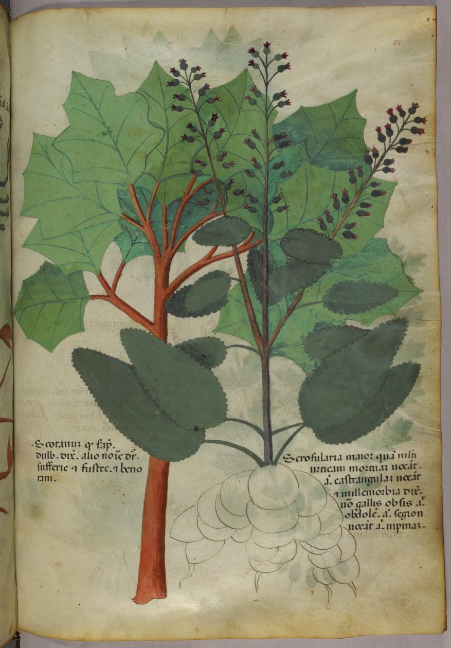 植物図版、1440年頃（ヴェラムにインクと彩色） 作： イタリア語学校
