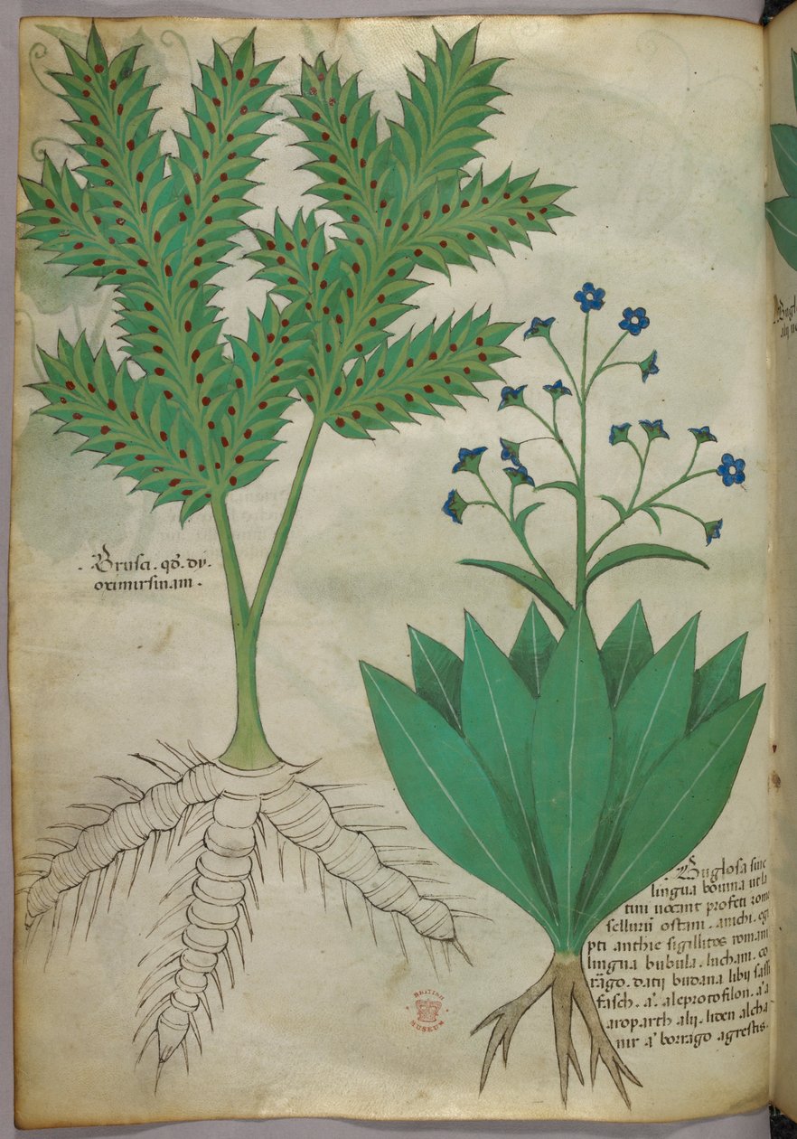 植物図版、1440年頃（ヴェラムにインクと彩色） 作： イタリア語学校