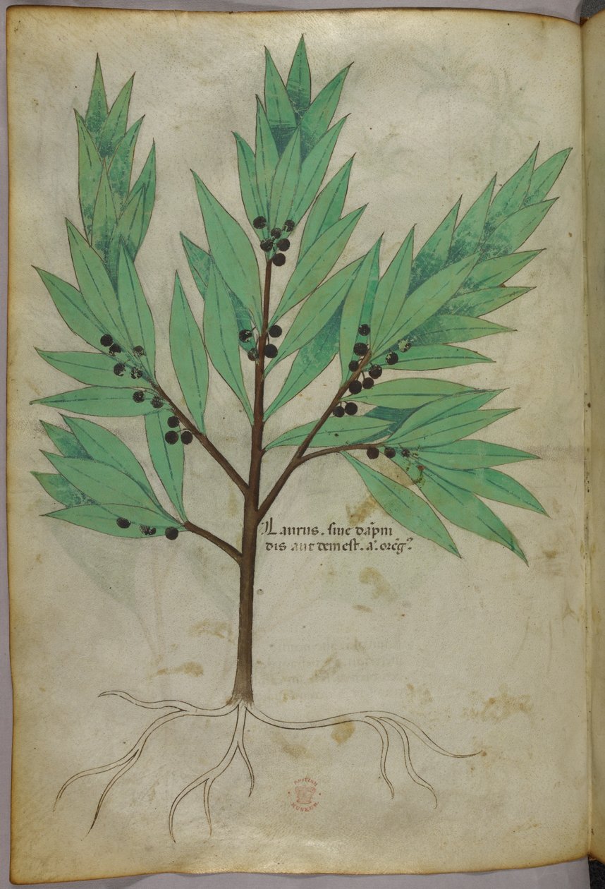 植物図版、1440年頃（ヴェラムにインクと彩色） 作： イタリア語学校