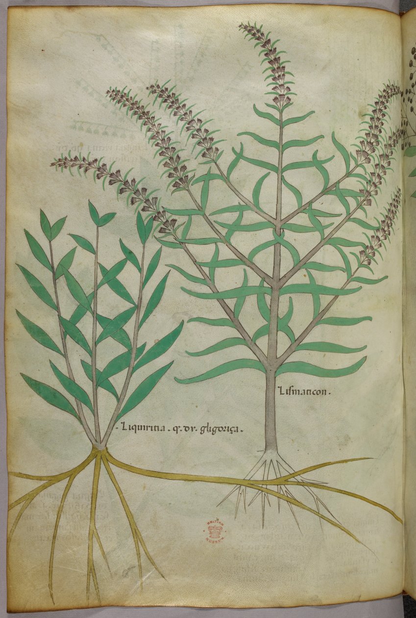 植物図版、1440年頃（ヴェラムにインクと彩色） 作： イタリア語学校