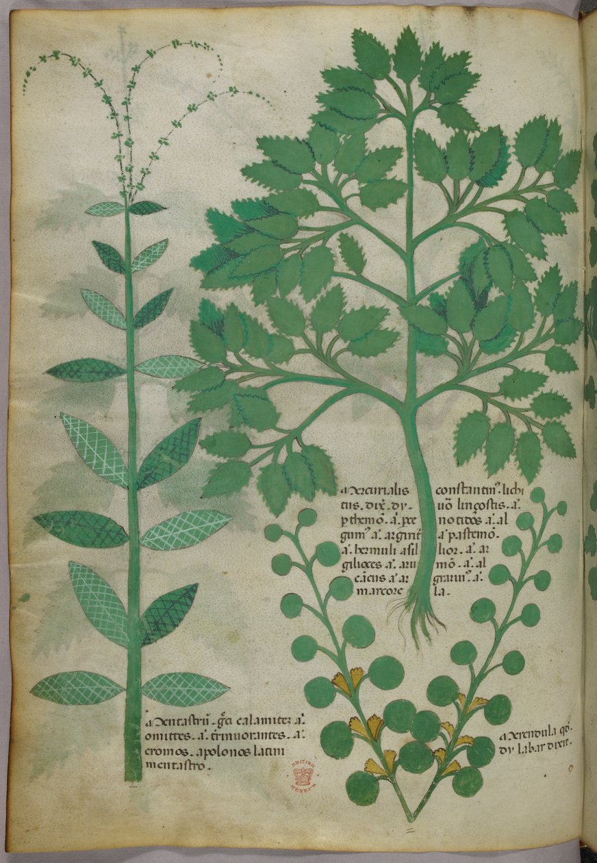 植物図版、1440年頃（ヴェラムにインクと彩色） 作： イタリア語学校