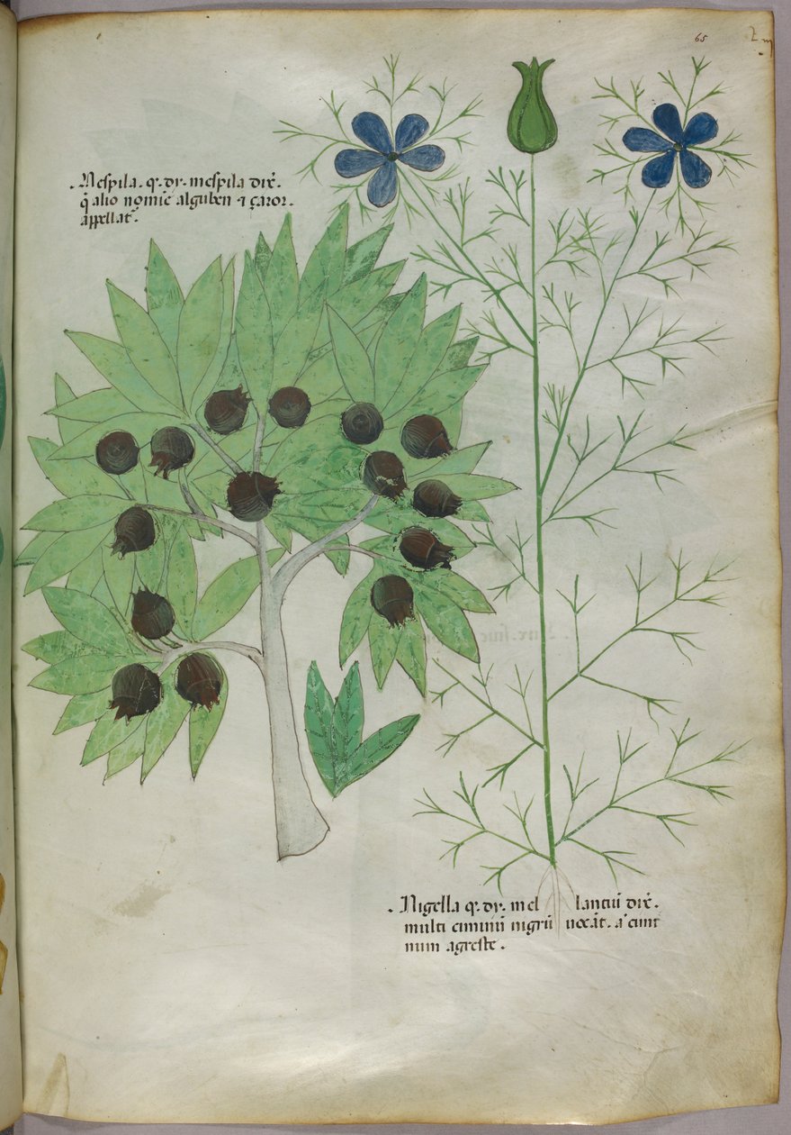 植物図版、1440年頃（ヴェラムにインクと彩色） 作： イタリア語学校