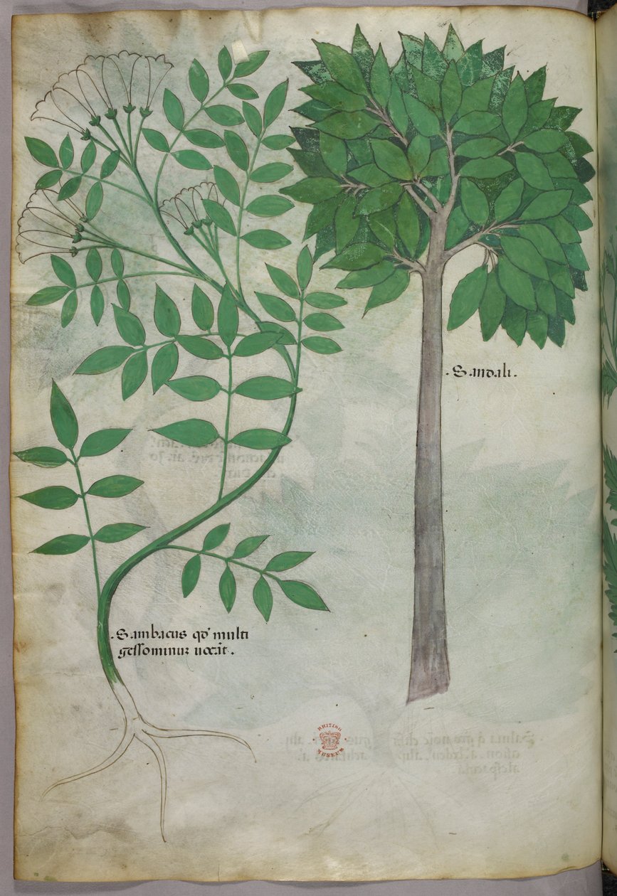 植物図版、1440年頃（ヴェラムにインクと彩色） 作： イタリア語学校