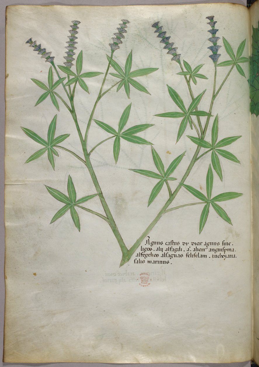 植物図版、1440年頃（ヴェラムにインクと彩色） 作： イタリア語学校