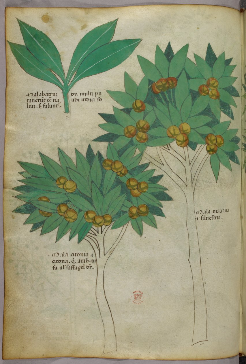 植物図版、1440年頃（ヴェラムにインクと彩色） 作： イタリア語学校