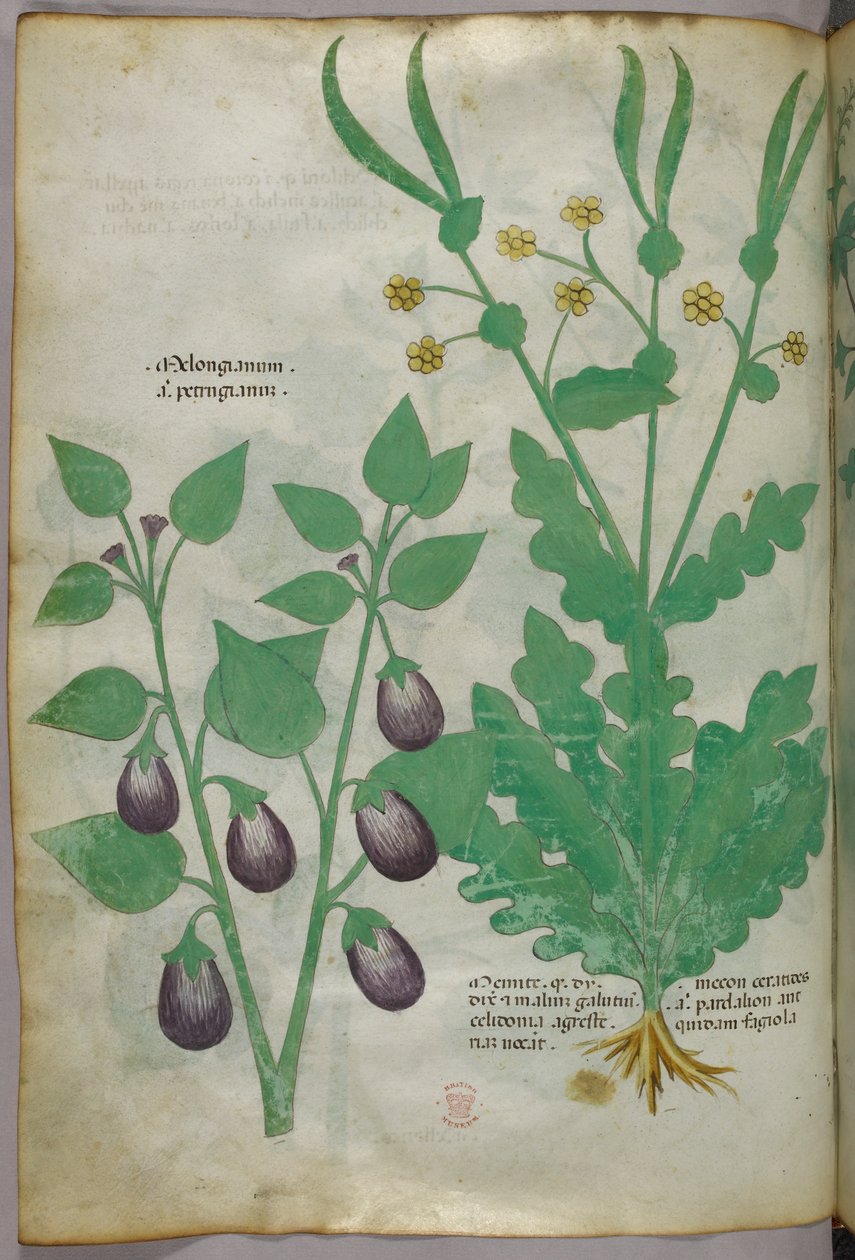 植物図版、1440年頃（ヴェラムにインクと彩色） 作： イタリア語学校