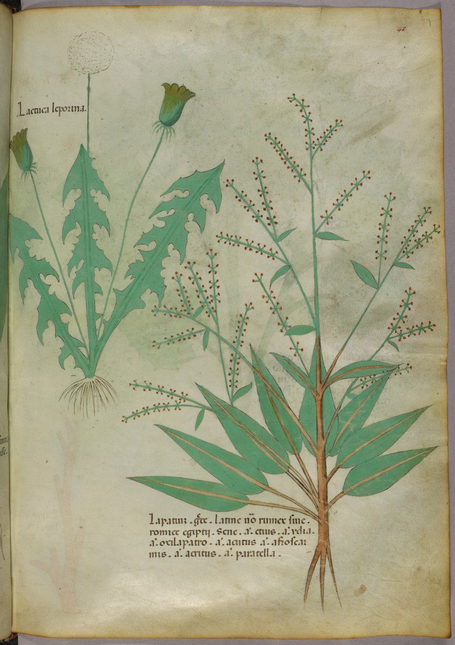 植物図版、1440年頃（ヴェラムにインクと彩色） 作： イタリア語学校