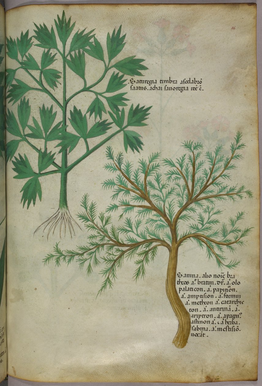 植物図版、1440年頃（ヴェラムにインクと彩色） 作： イタリア語学校