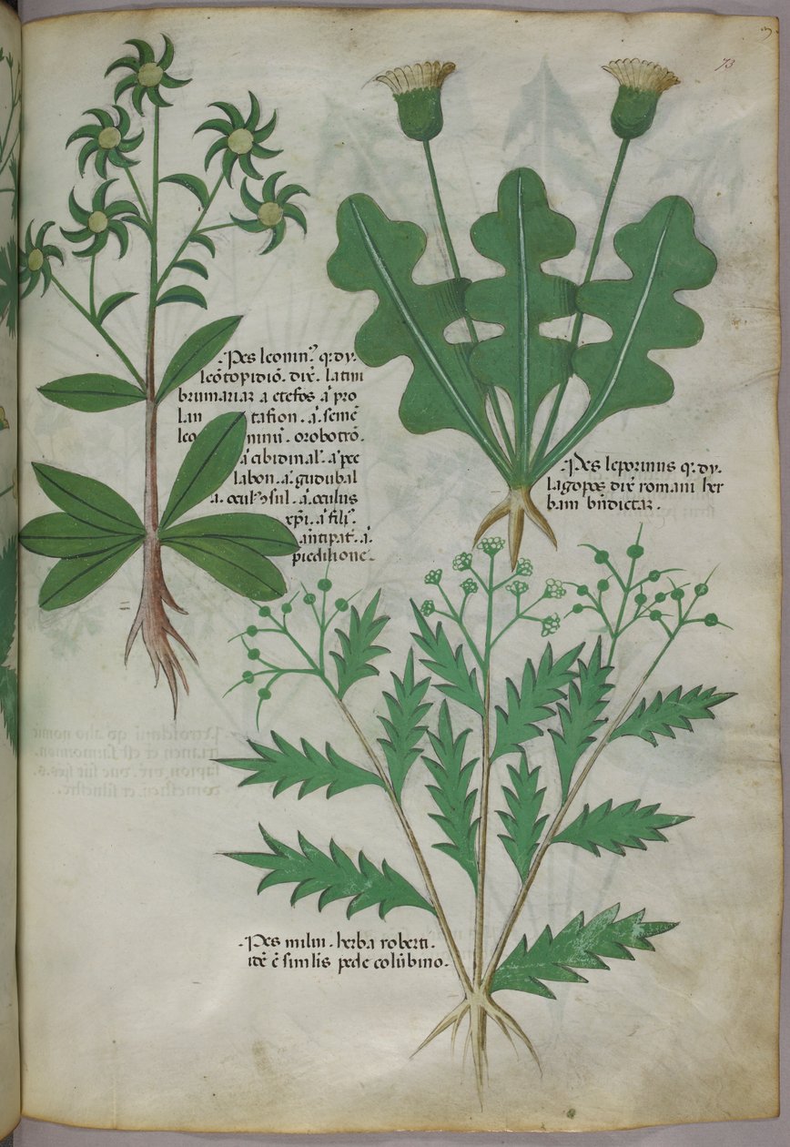 植物図版、1440年頃（ヴェラムにインクと彩色） 作： イタリア語学校