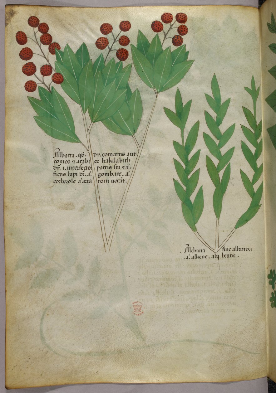 植物図版、1440年頃（ヴェラムにインクと彩色） 作： イタリア語学校