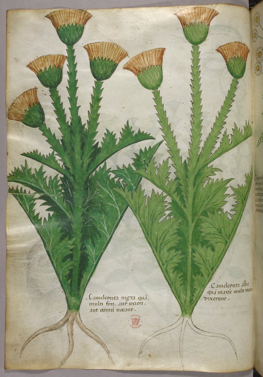 植物図版、1440年頃（ヴェラムにインクと彩色） 作： イタリア語学校