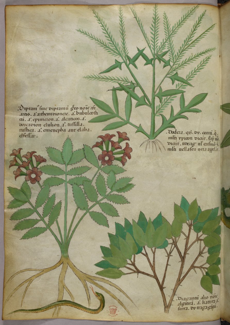 植物図版、1440年頃（ヴェラムにインクと彩色） 作： イタリア語学校