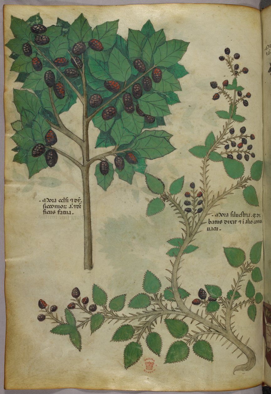 植物図版、1440年頃（ヴェラムにインクと彩色） 作： イタリア語学校