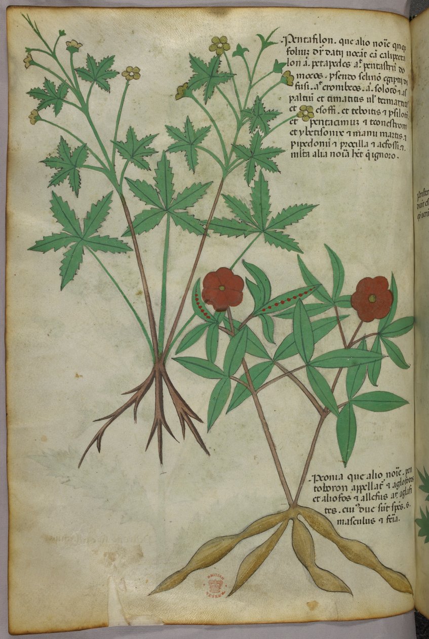 植物図版、1440年頃（ヴェラムにインクと彩色） 作： イタリア語学校