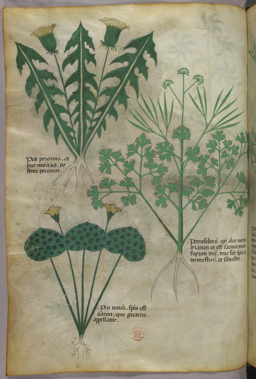 植物図版、1440年頃（ヴェラムにインクと彩色） 作： イタリア語学校
