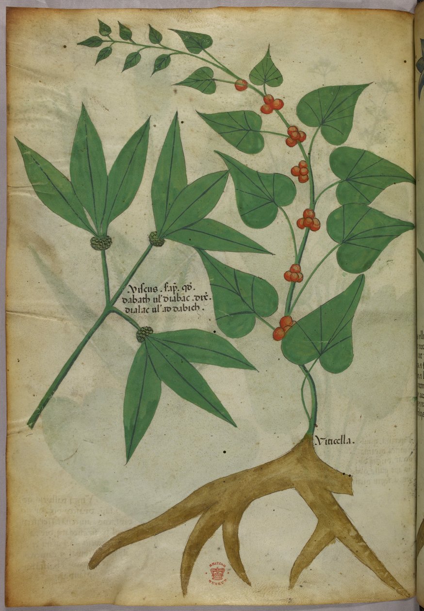 植物図版、1440年頃（ヴェラムにインクと彩色） 作： イタリア語学校