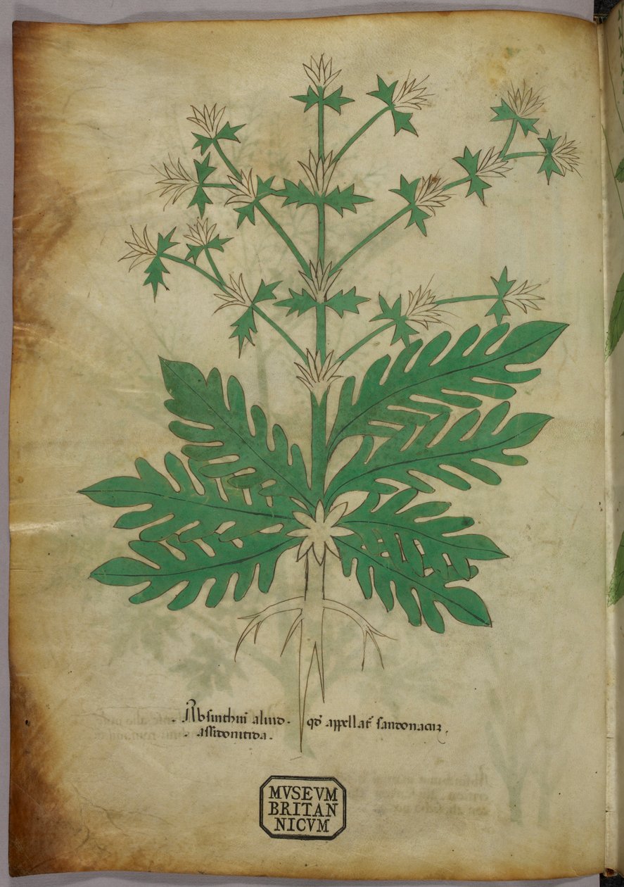 植物図版、1440年頃（ヴェラムにインクと彩色） 作： イタリア語学校