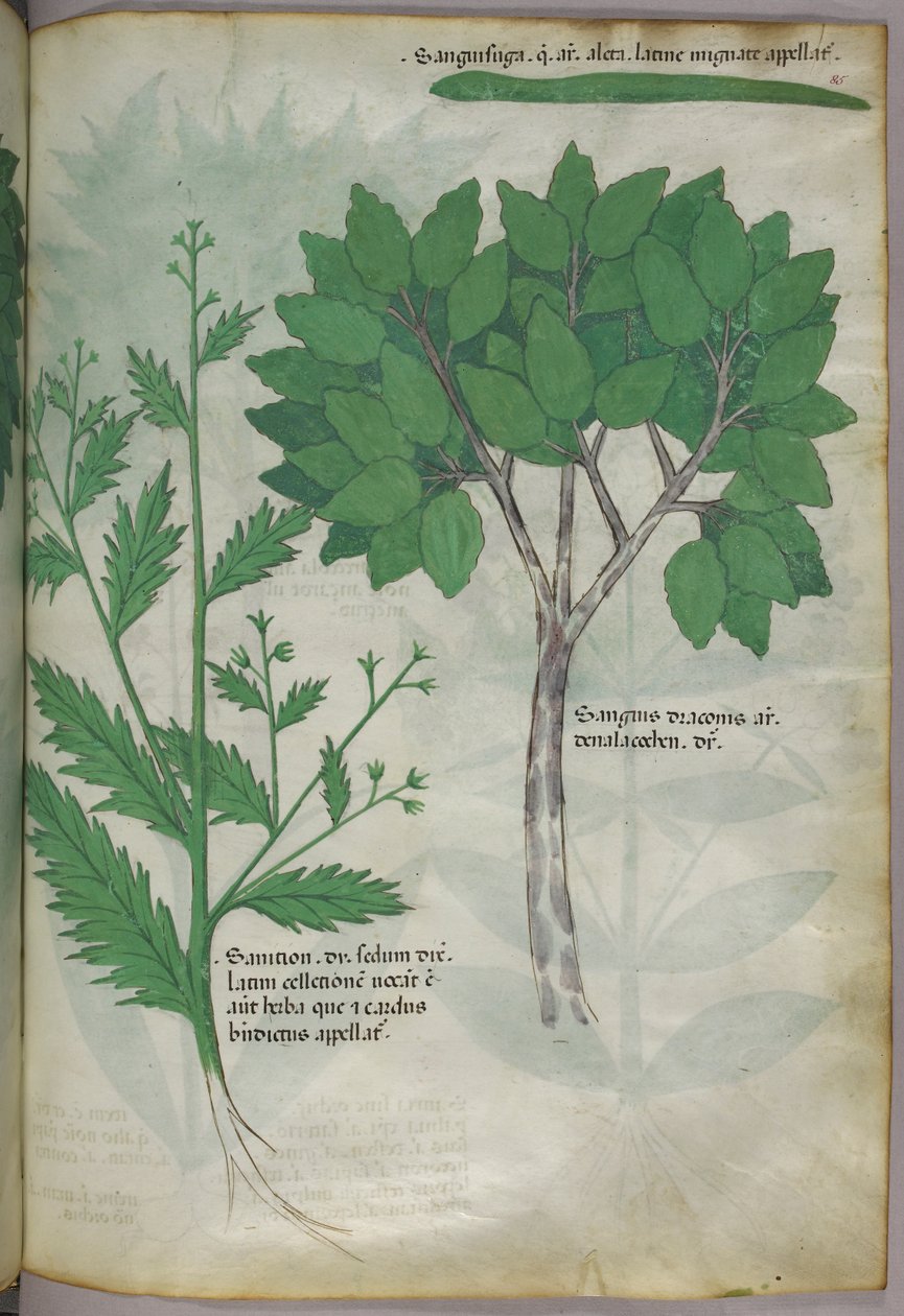 植物図版、1440年頃（ヴェラムにインクと彩色） 作： イタリア語学校