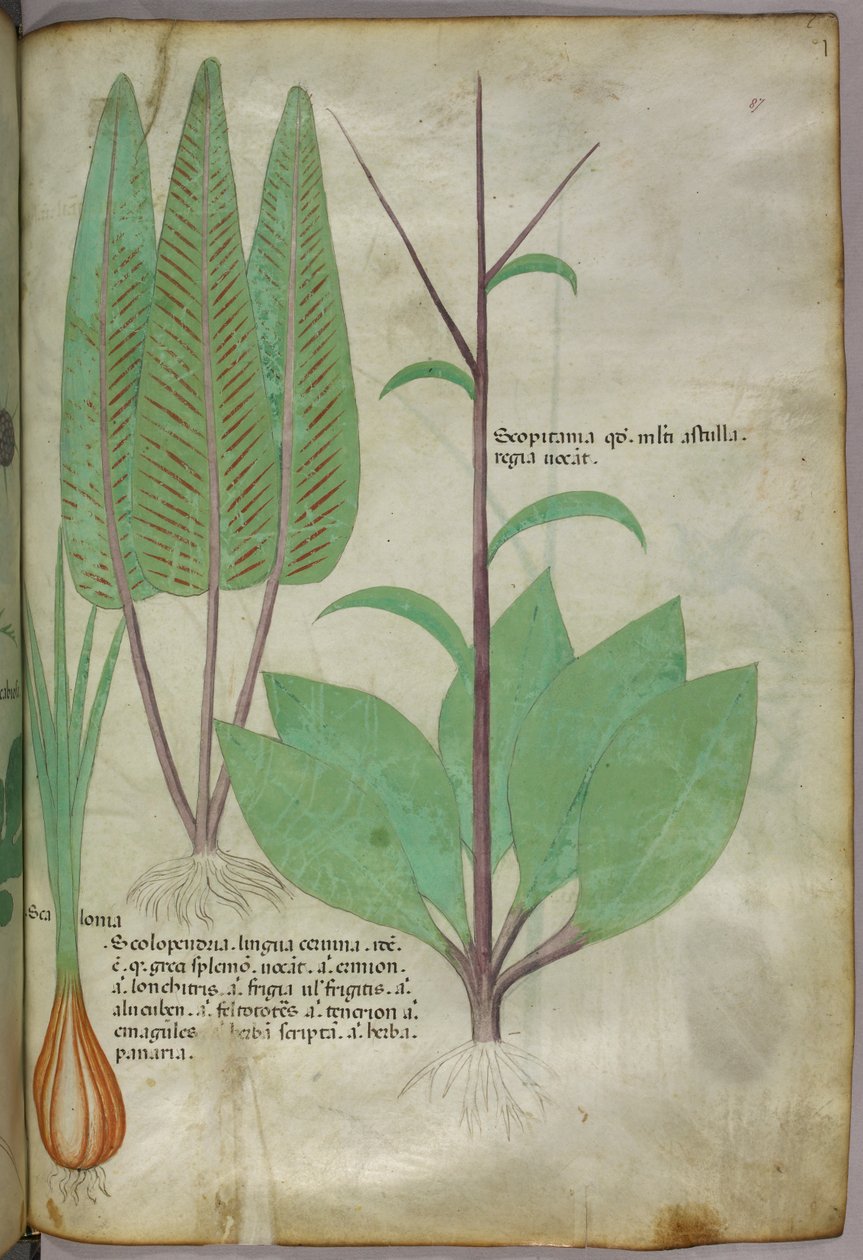 植物図版、1440年頃（ヴェラムにインクと彩色） 作： イタリア語学校